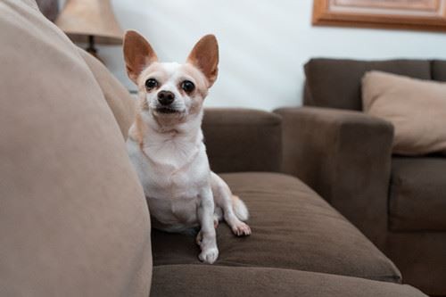 Canva - Chihuahua Sitting on the Sofa_ Canva - Chihuahua Sitting on the Sofa_